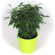 Ficus + Cachep Verde Limo